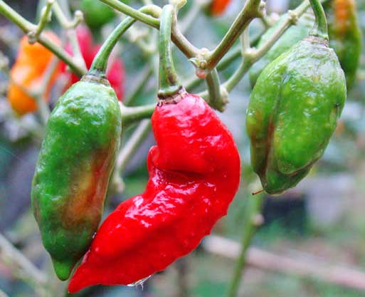 Bhut Jolokia Peppers Growing Indoors