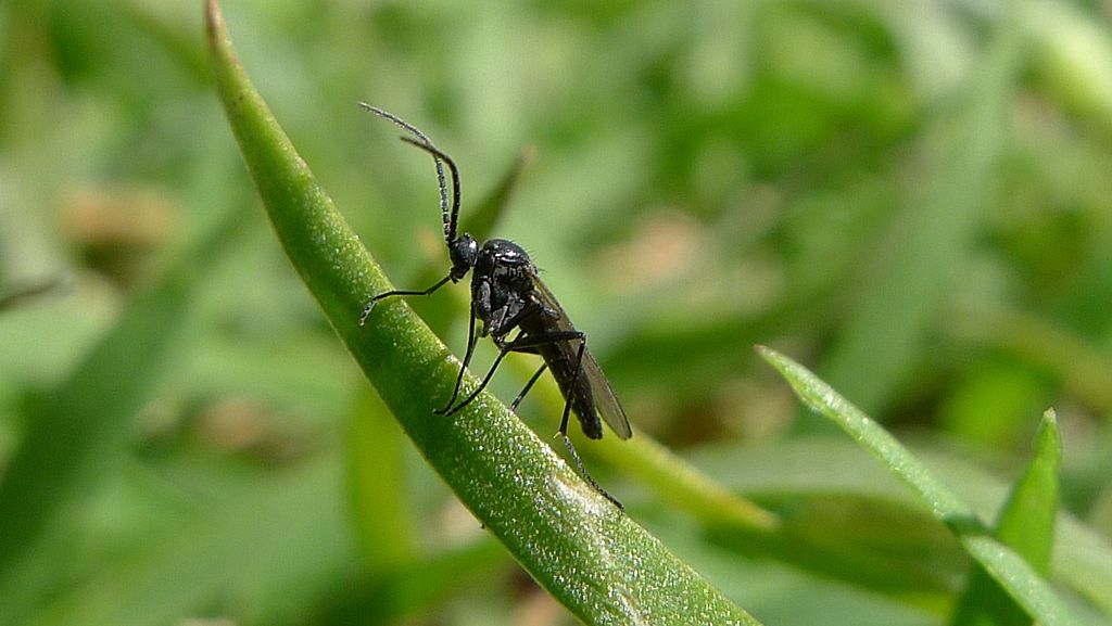 Fighting the Fungus Gnats